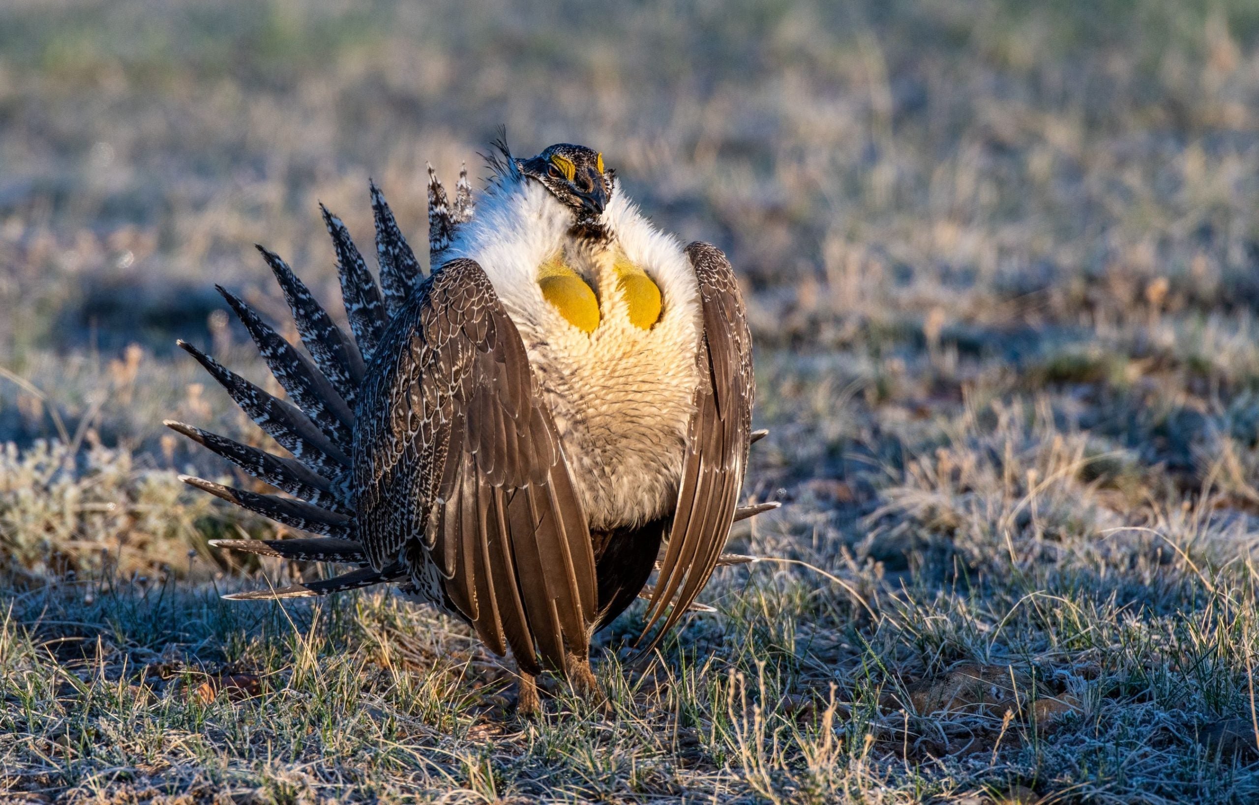 bucket list birding adventures in the high desert