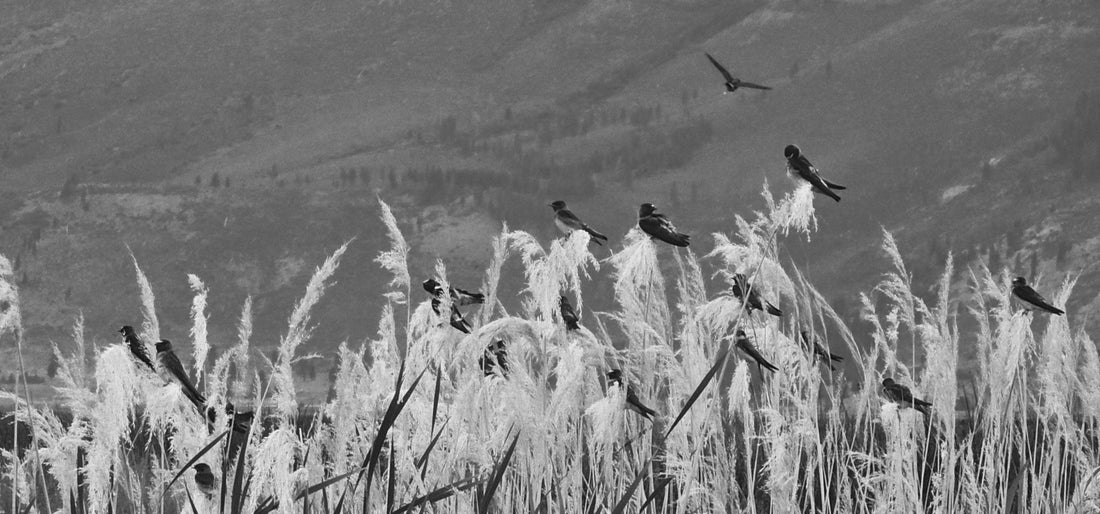 blessed be the birds