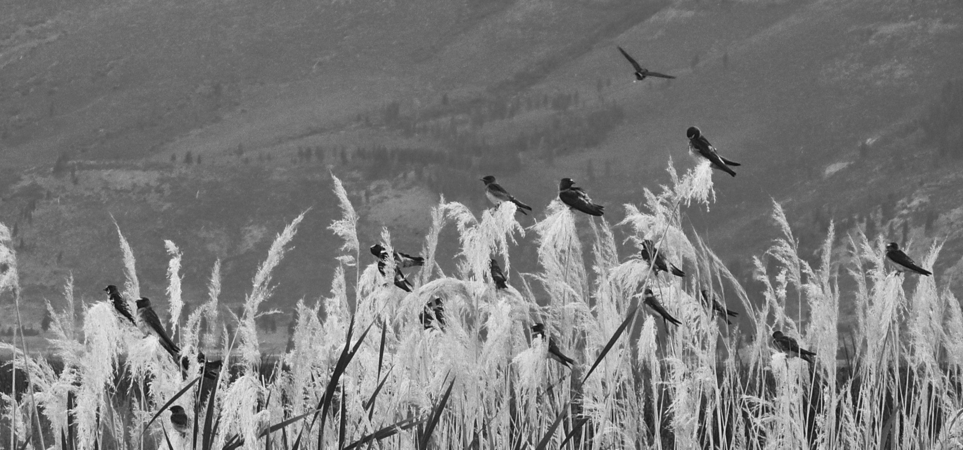 blessed be the birds
