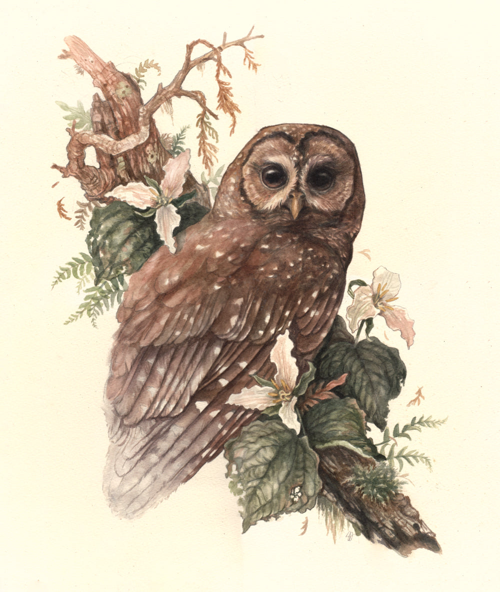 Of Feather & Forest - Northern Spotted Owl