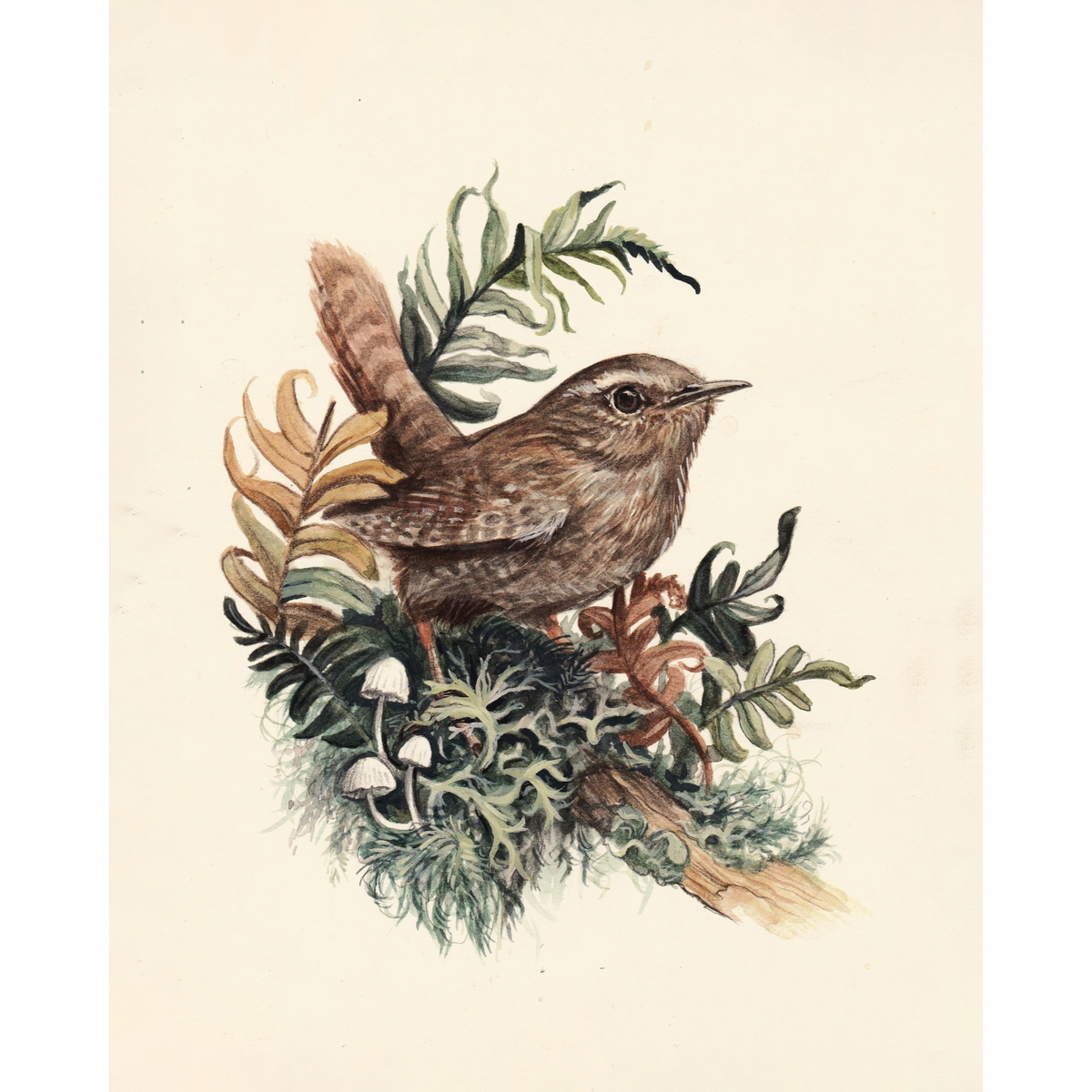 Pacific Wren With Lichen