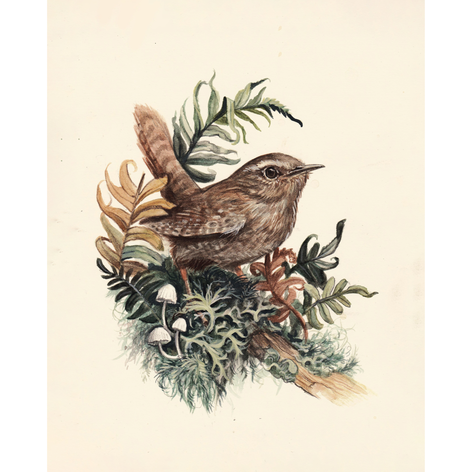 Birds