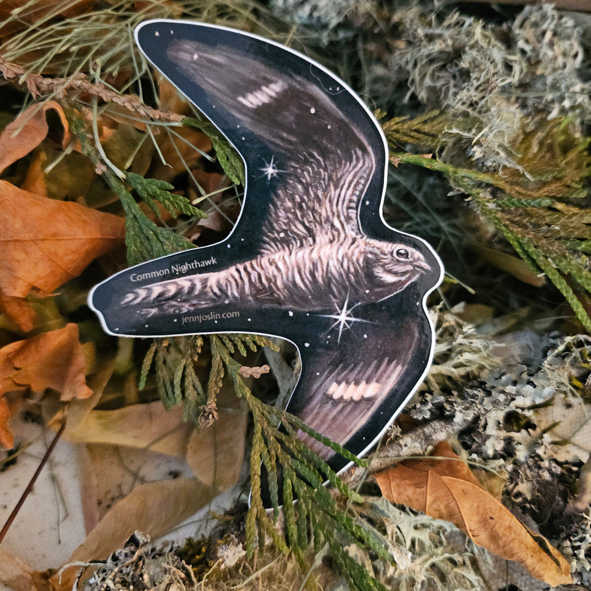 Common Nighthawk - Vinyl Sticker