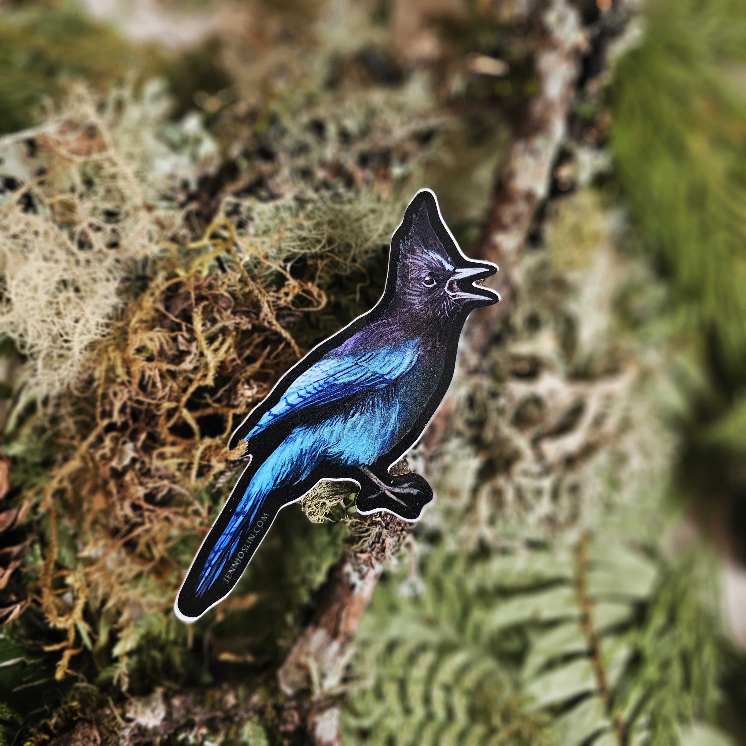 Steller's Jay - Vinyl Sticker