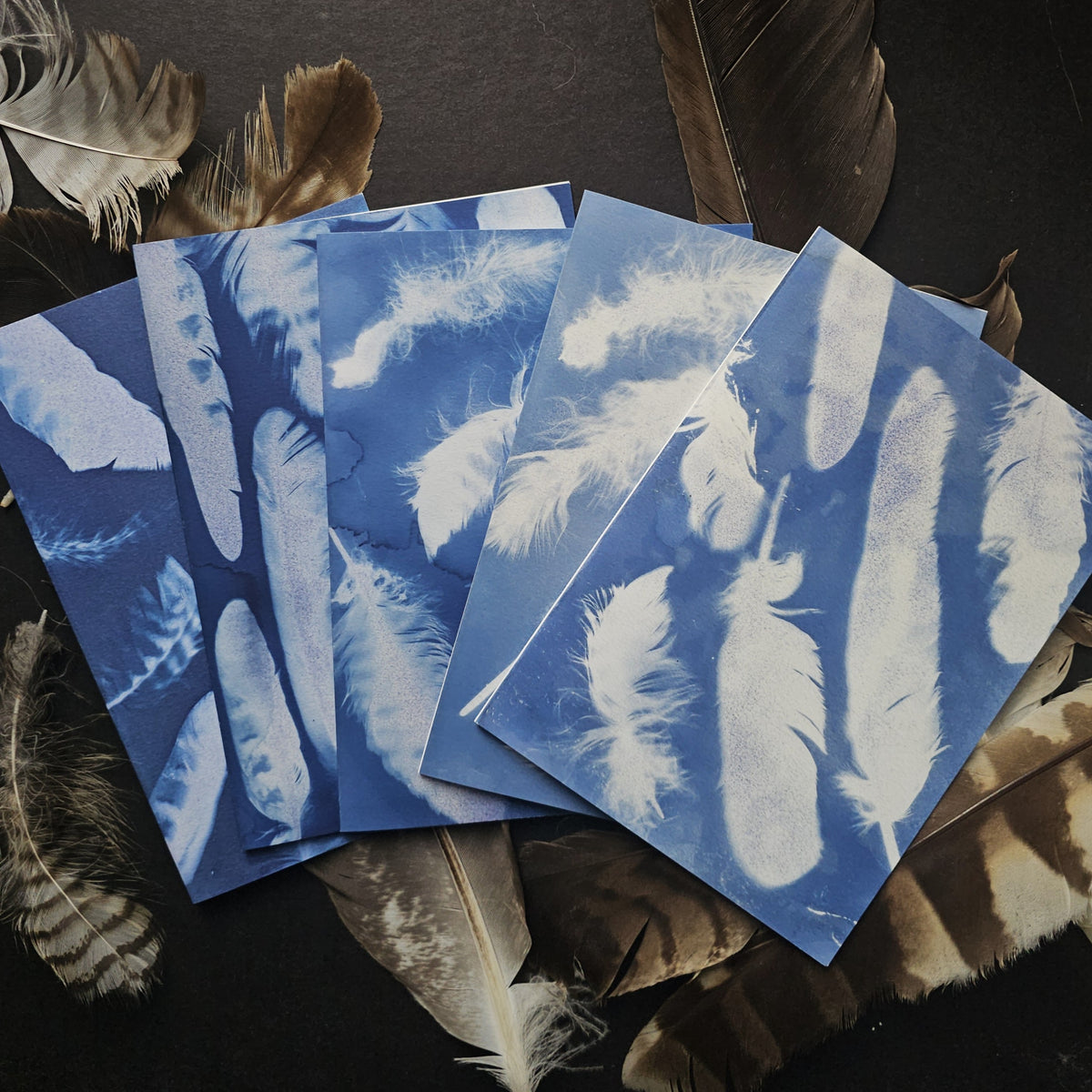 Feathers - Greeting Card Set