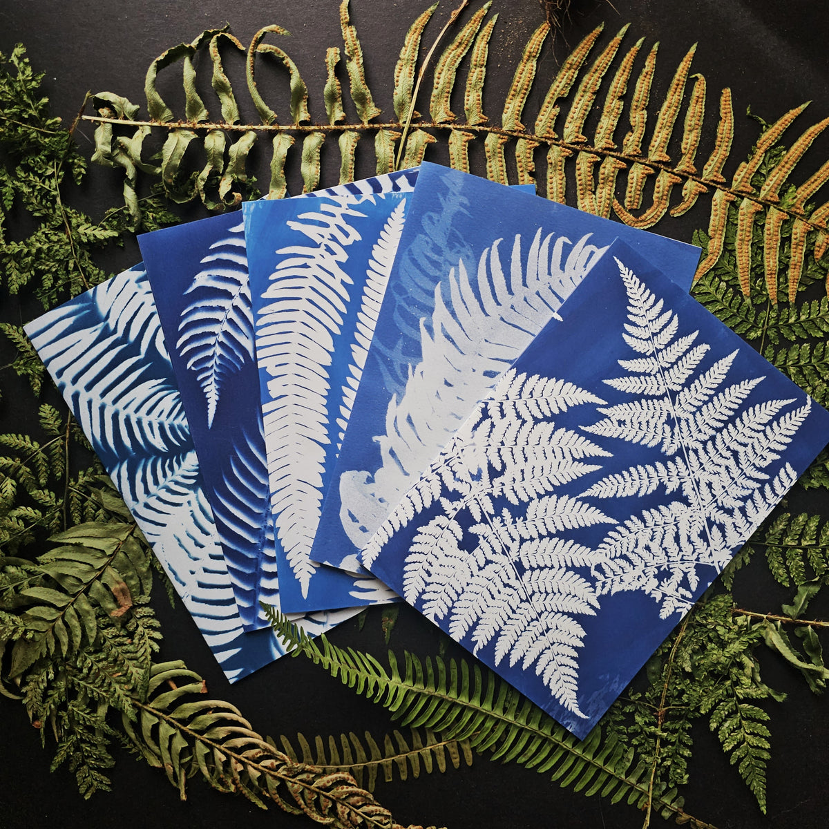 Native Ferns - Greeting Card Set