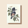 "The Fisher Queen" - Belted Kingfisher - Greeting Card