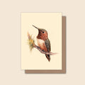 Rufous Hummingbird - Greeting Card