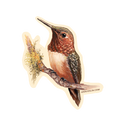 Rufous Hummingbird - Vinyl Sticker