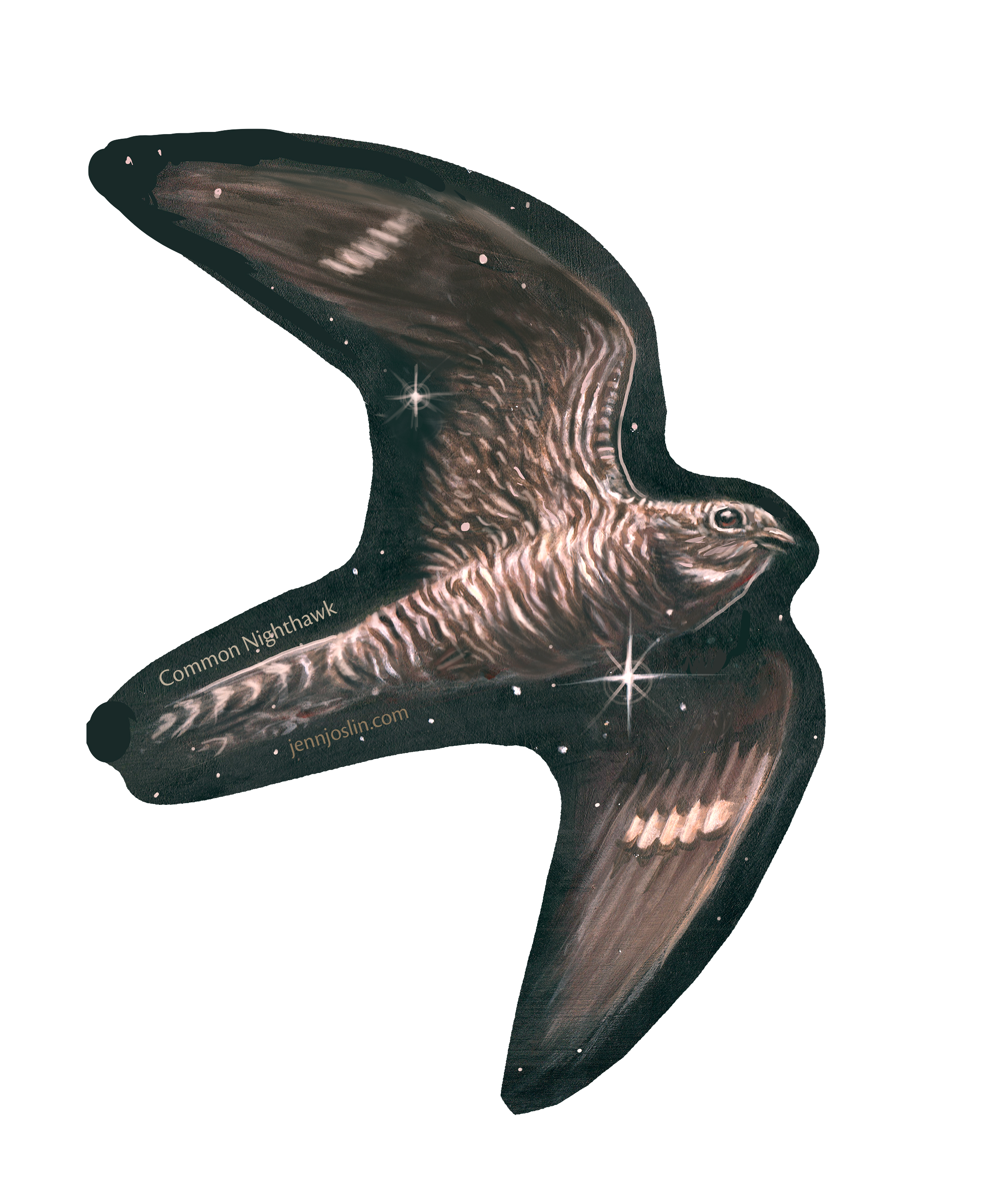 Common Nighthawk - Vinyl Sticker