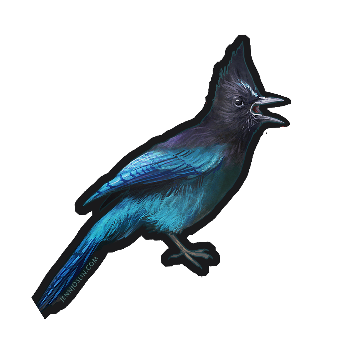 Steller's Jay - Vinyl Sticker