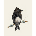 Black Phoebe - Fine Art Print