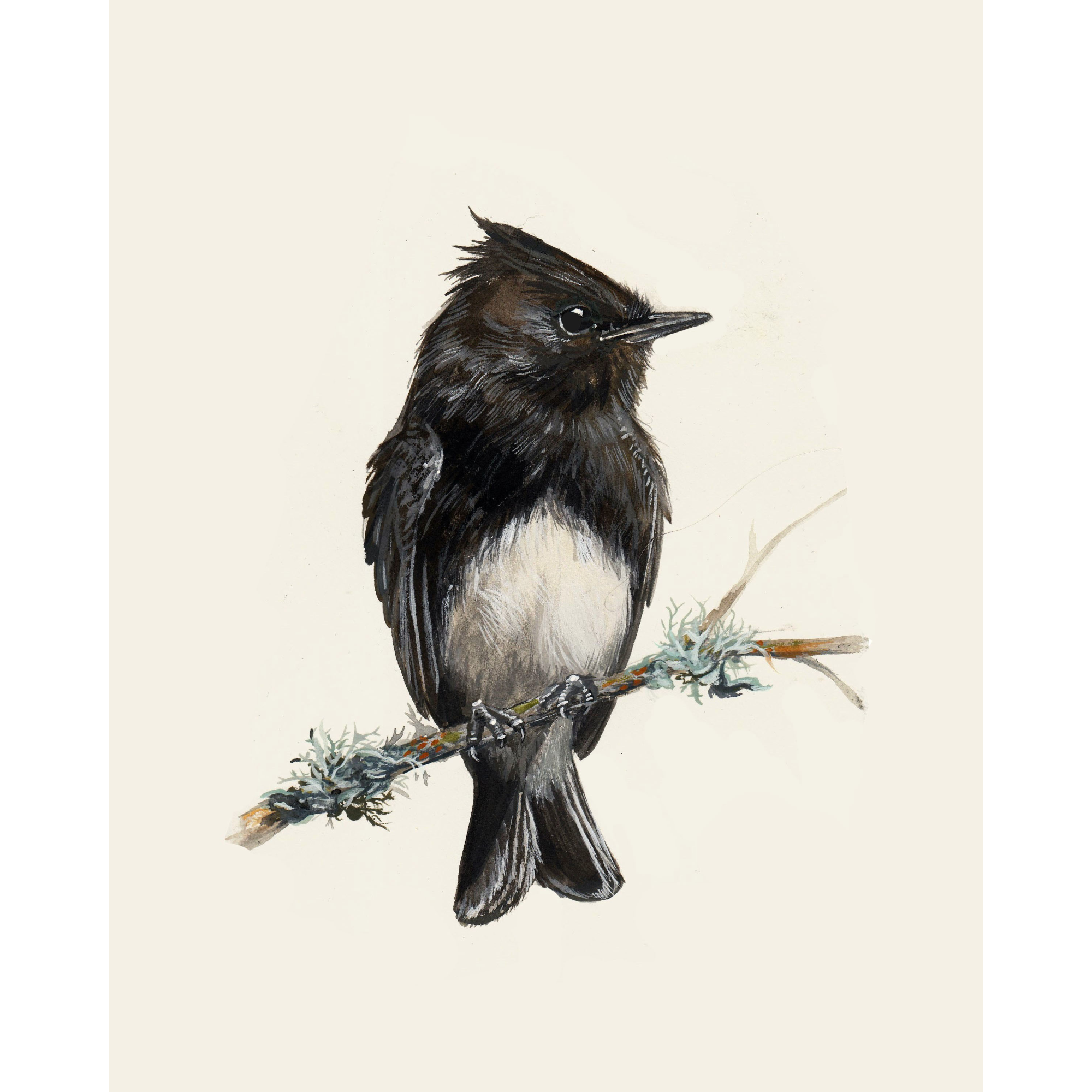 Black Phoebe - Fine Art Print
