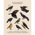 Blackbirds of the Pacific Northwest - Fine Art Print