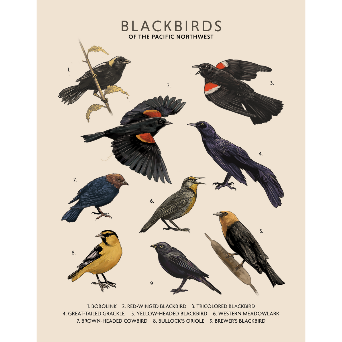 Blackbirds of the Pacific Northwest - Fine Art Print