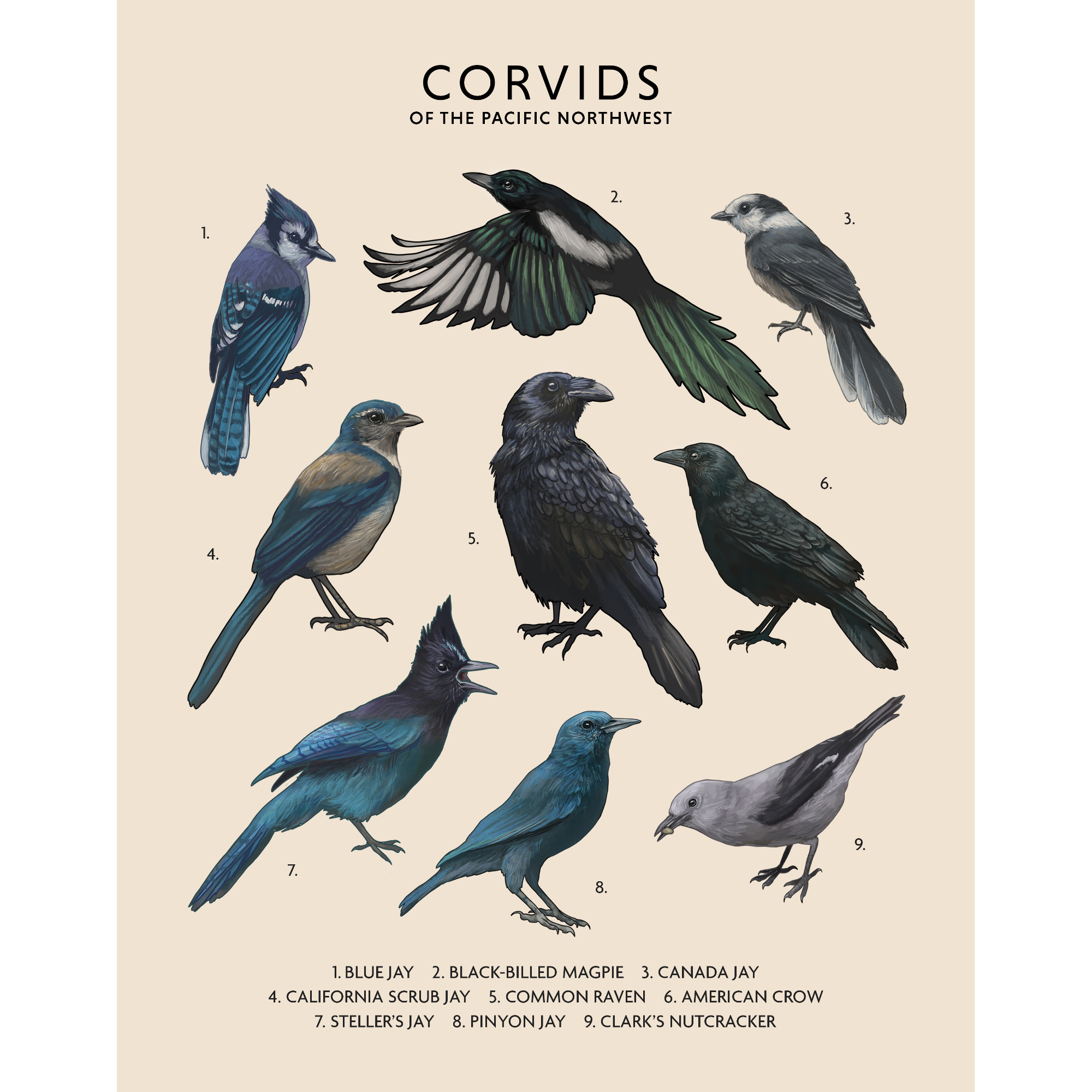 Corvids of the Pacific Northwest - Fine Art Print