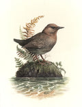 "River Song" - American Dipper - Fine Art Print