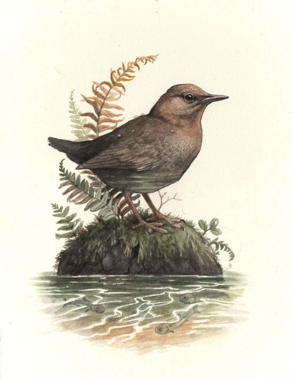 "River Song" - American Dipper - Fine Art Print