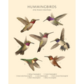 Hummingbirds of the Western United States - Fine Art Print