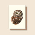 Northern Saw-whet Owl - Greeting Card