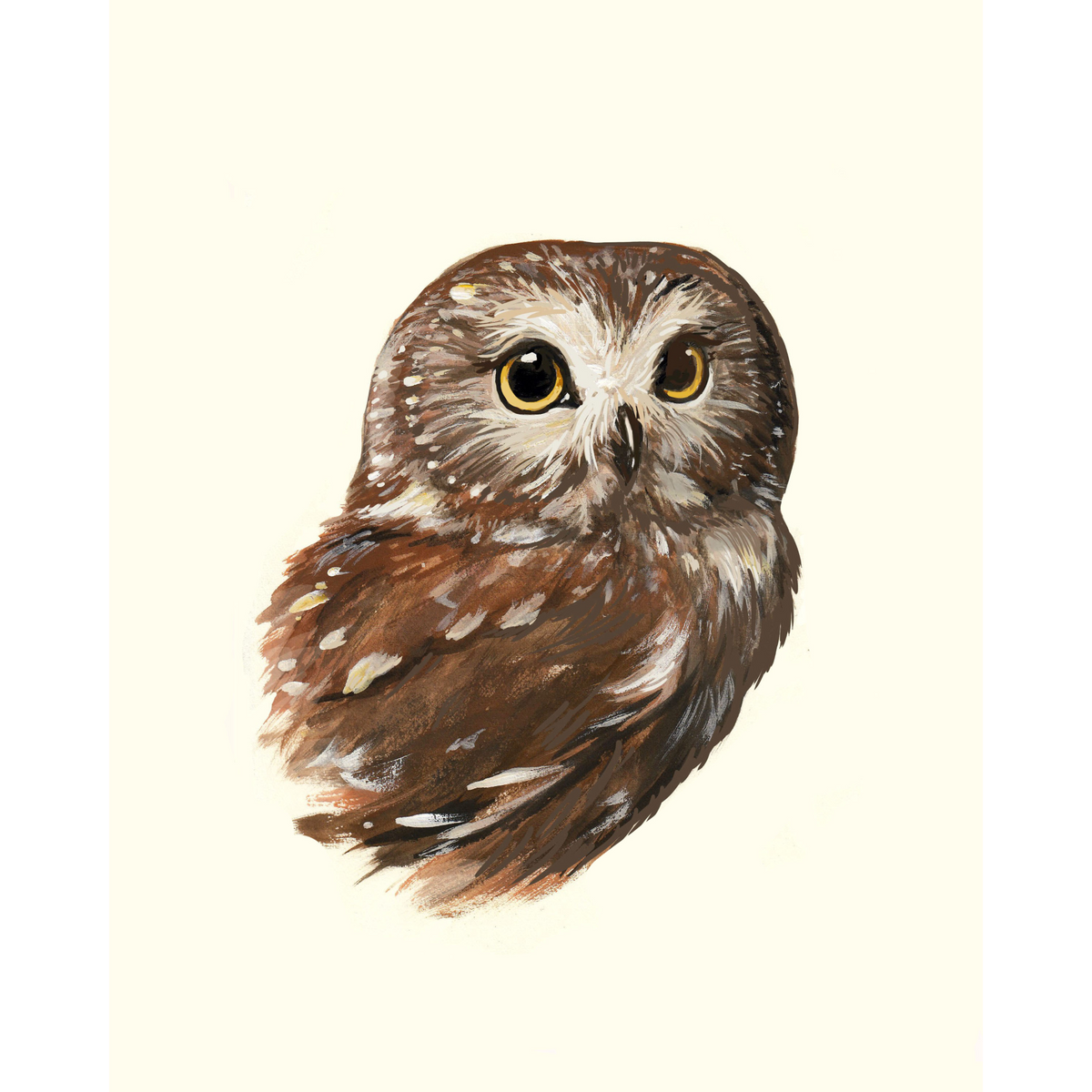 Northern Saw-whet Owl - Fine Art Print