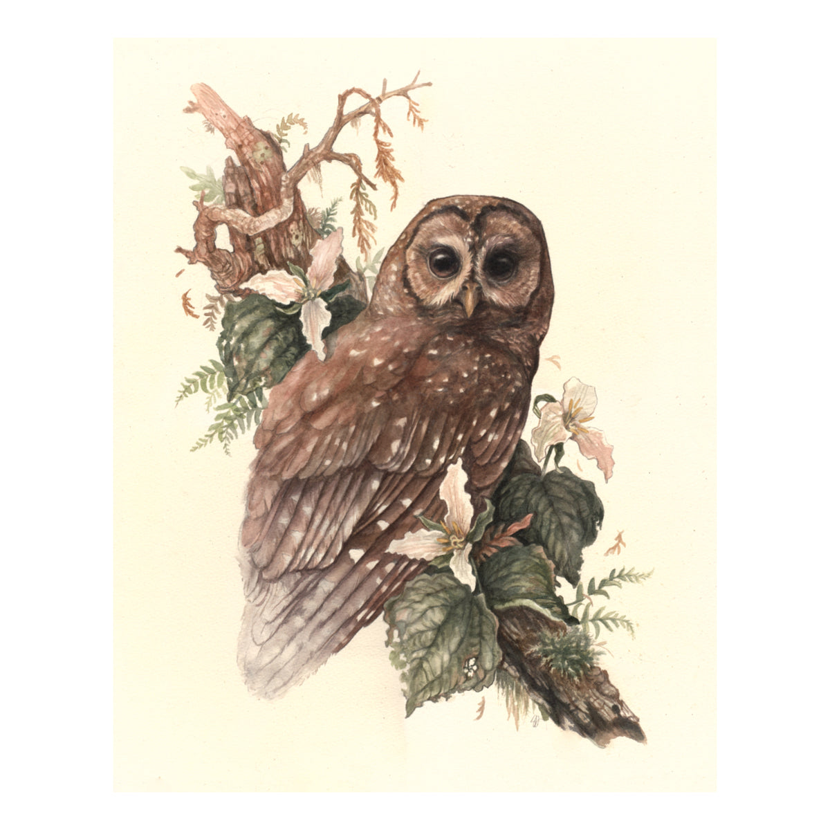 "Of Feather & Forest" - Northern Spotted Owl - Fine Art Print
