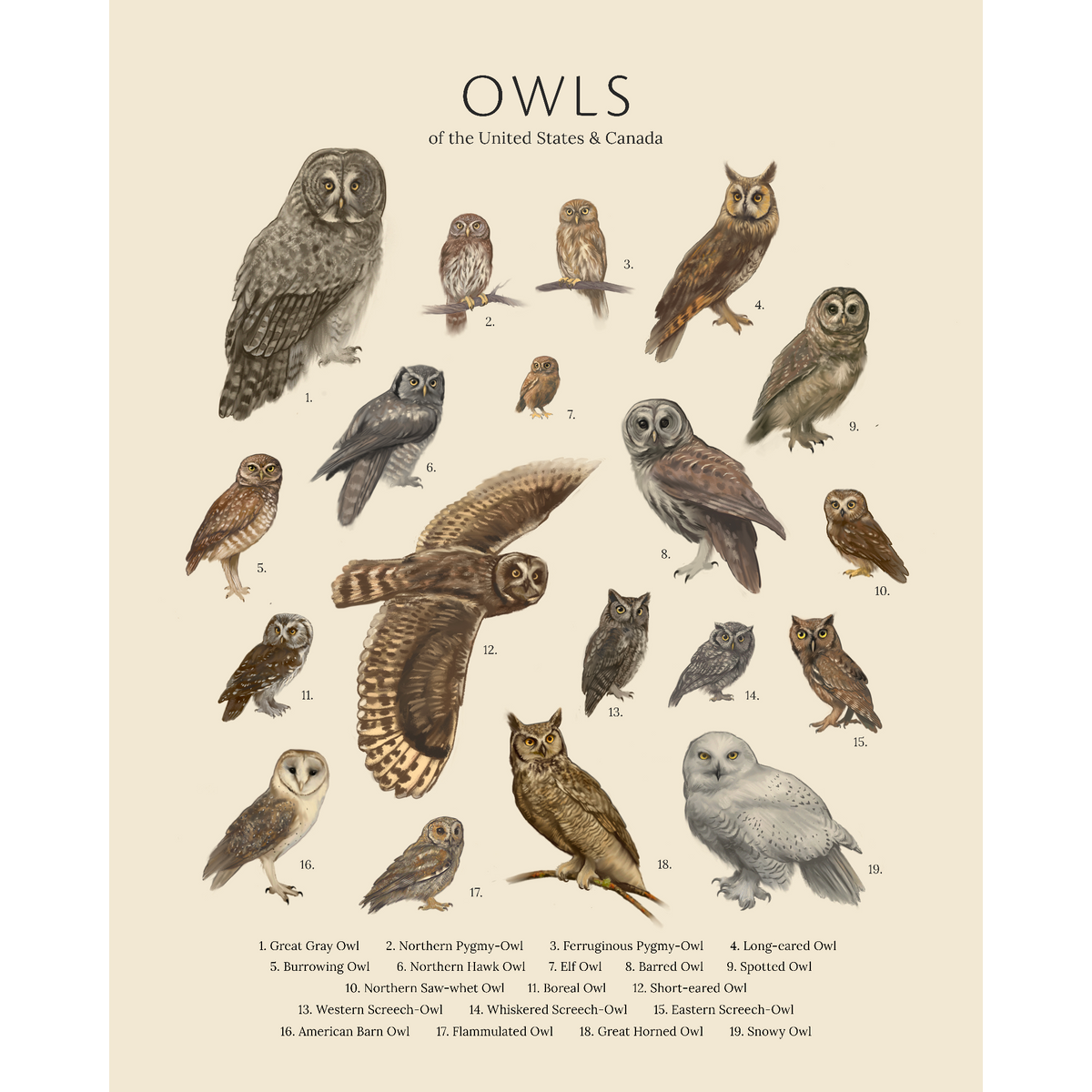 Owls of the United States & Canada - Fine Art Print