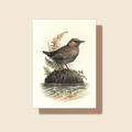 "River Song" - American Dipper - Greeting Card
