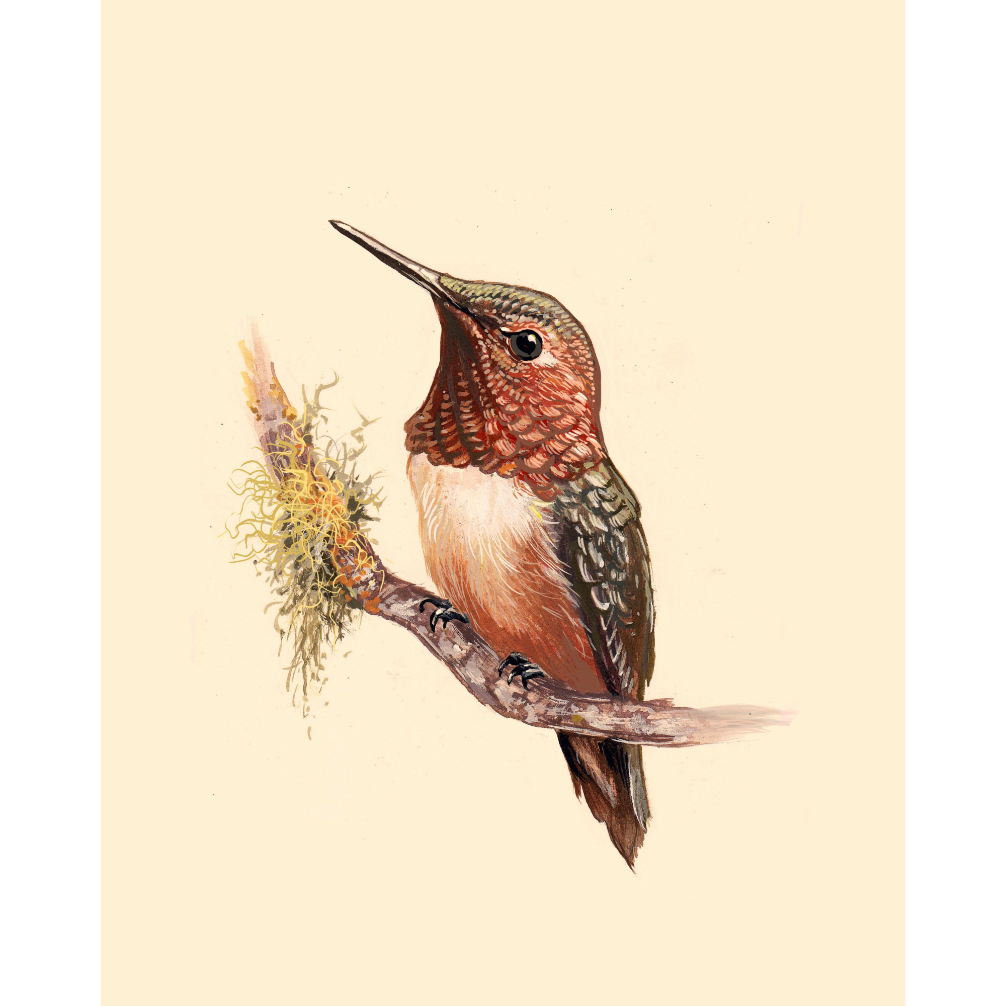Rufous Hummingbird - Fine Art Print