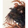 "The Ancient Ones" - California Condors - Fine Art Print