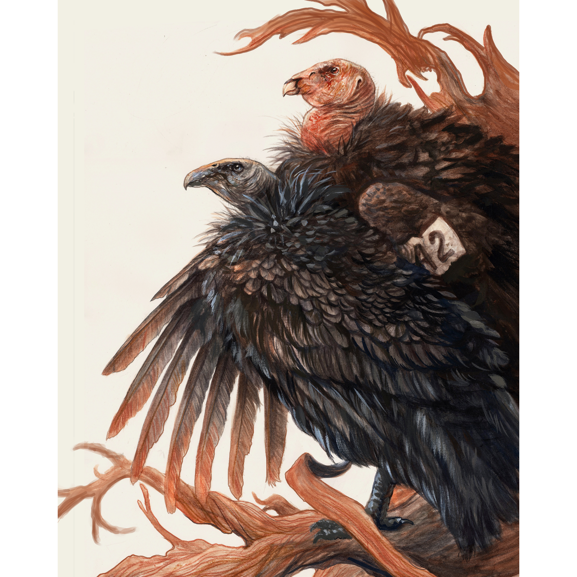"The Ancient Ones" - California Condors - Fine Art Print