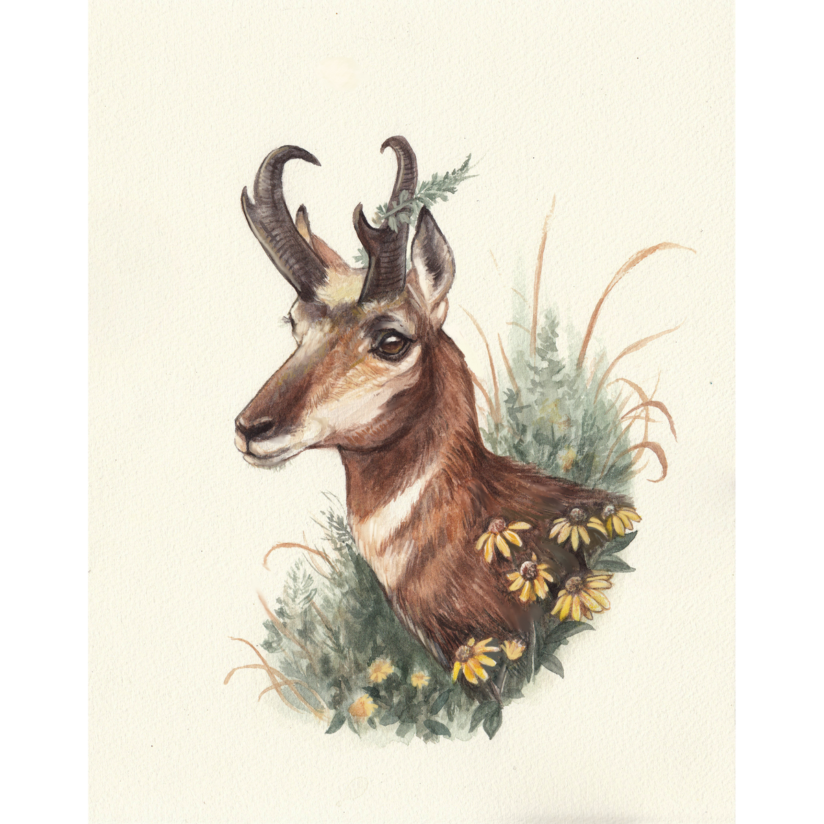 "With Wild Abandon" - American Pronghorn - Fine Art Print