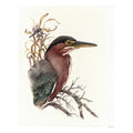 "Within the Reeds" - Green Heron - Fine Art Print
