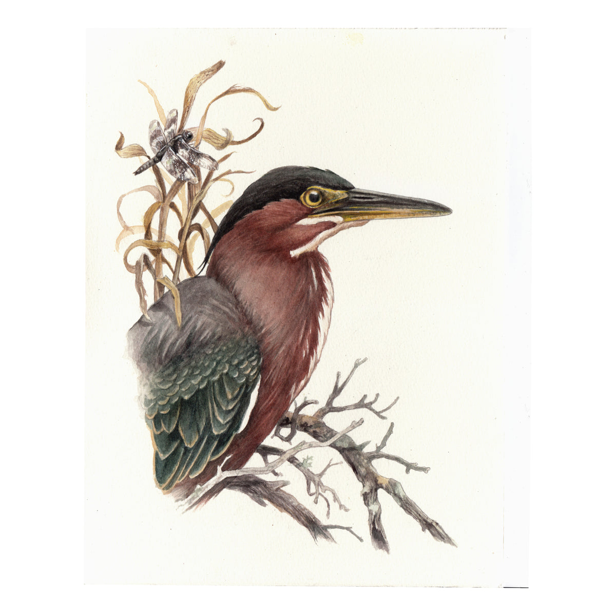 "Within the Reeds" - Green Heron - Fine Art Print