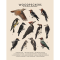 Woodpeckers of the Pacific Northwest - Fine Art Print
