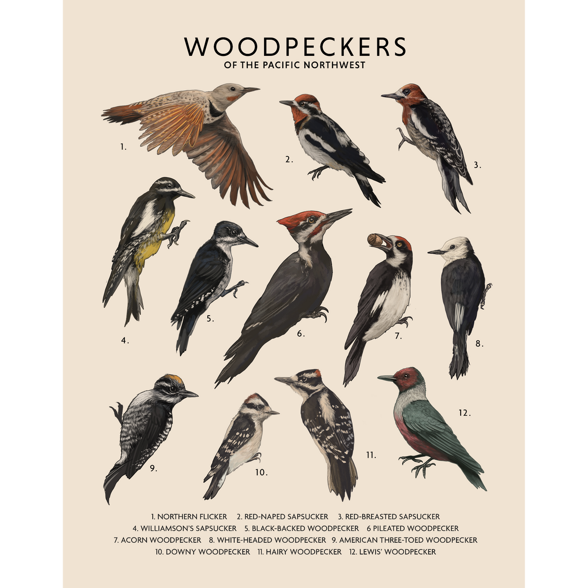 Woodpeckers of the Pacific Northwest - Fine Art Print